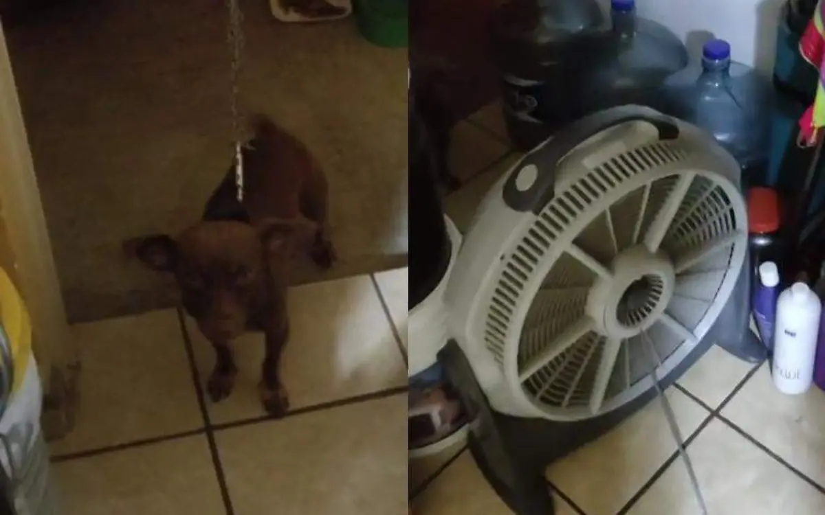 Cofi es el perrito que duerme con un ventilador directo en Tampico Captura de pantalla TikTok @